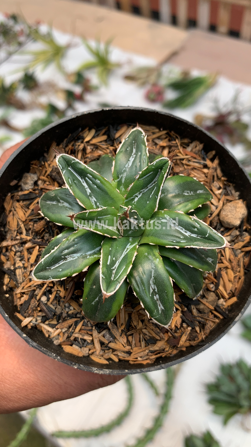 946. Agave Victoriae-reginae Dwarf - Image 4