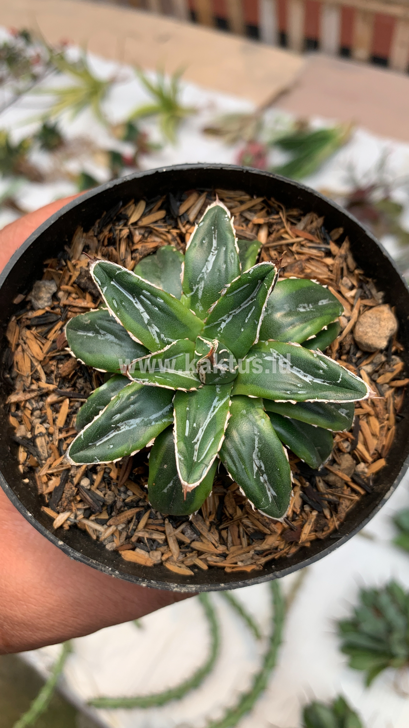 946. Agave Victoriae-reginae Dwarf - Image 3
