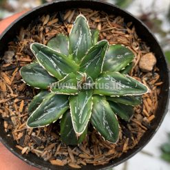 Alternative view of 946. Agave Victoriae-reginae Dwarf