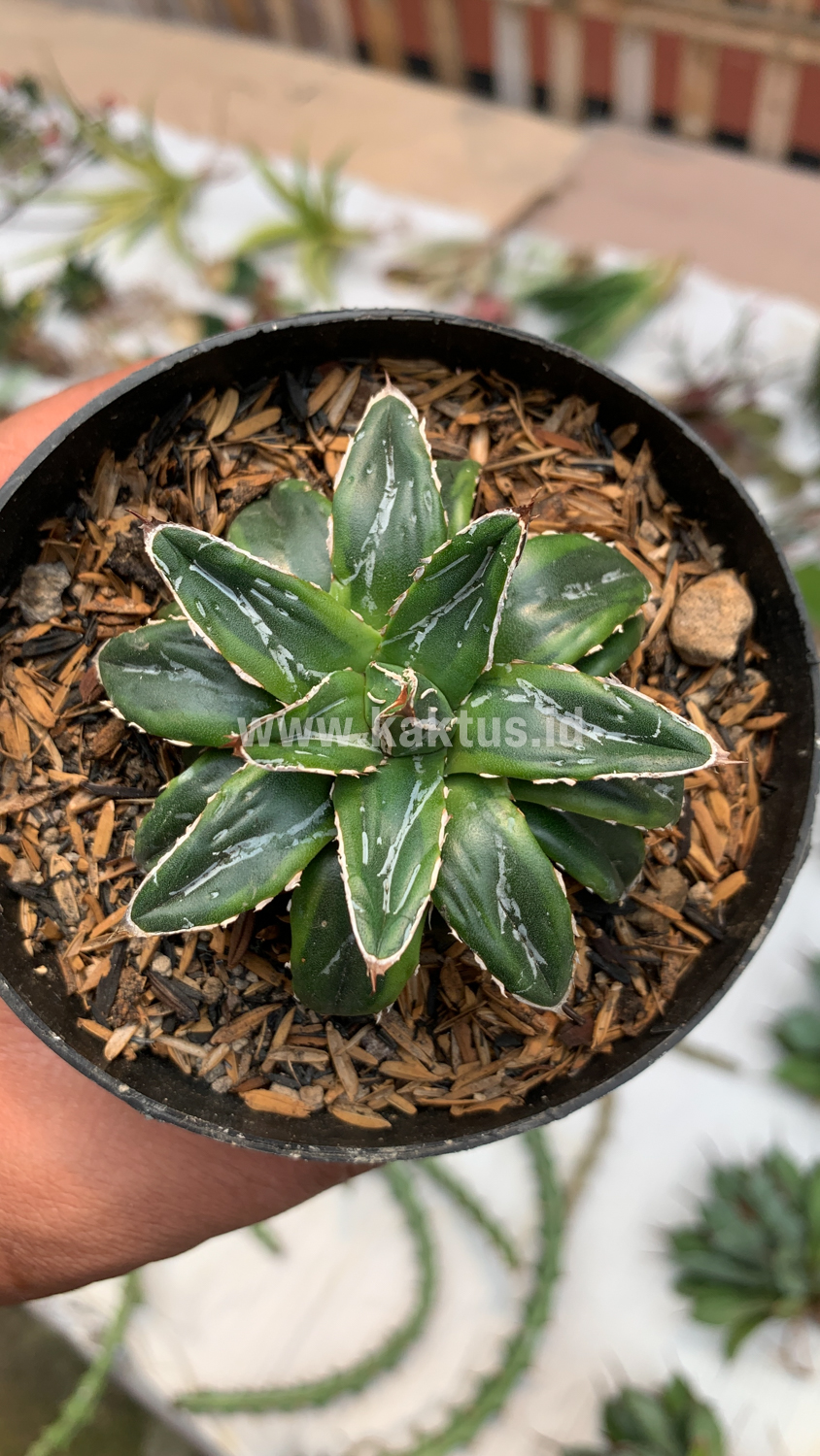 946. Agave Victoriae-reginae Dwarf - Image 2