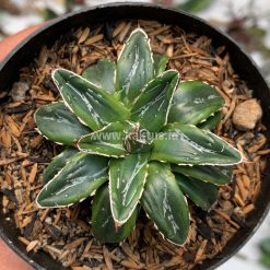 946. Agave Victoriae-reginae Dwarf