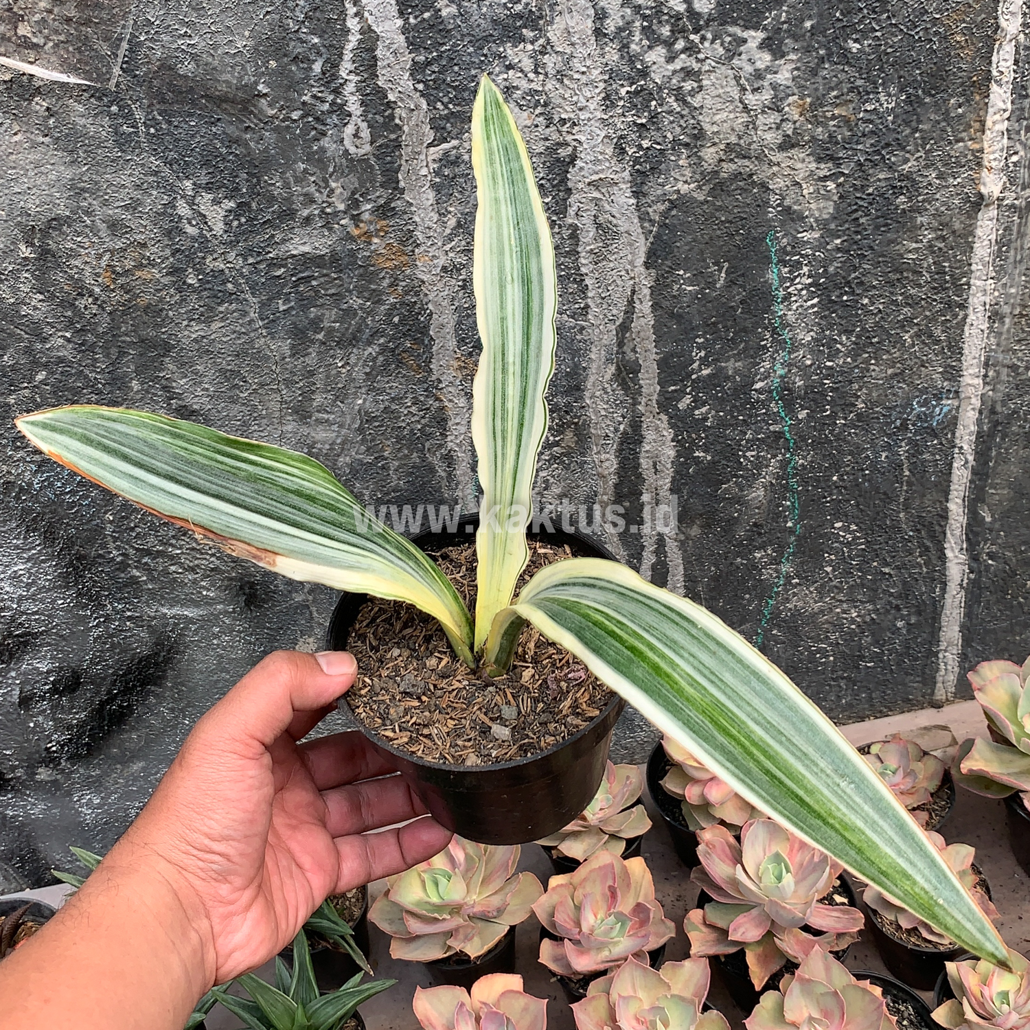 947. Sansevieria Guineensis White Variegated 1 Leaf - Image 9