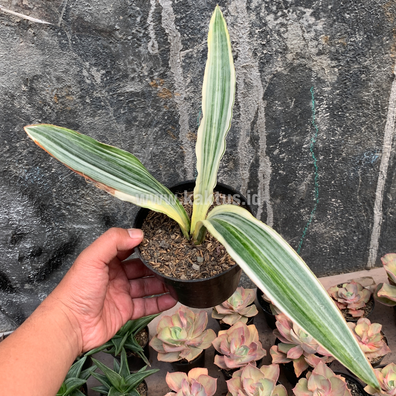 947. Sansevieria Guineensis White Variegated 1 Leaf - Image 4