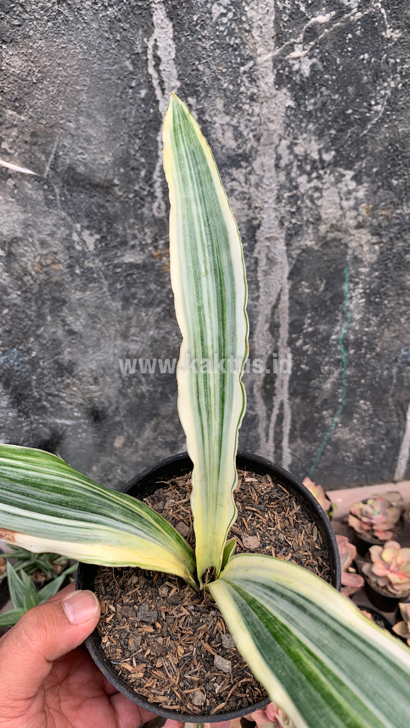 947. Sansevieria Guineensis White Variegated 1 Leaf - Image 8