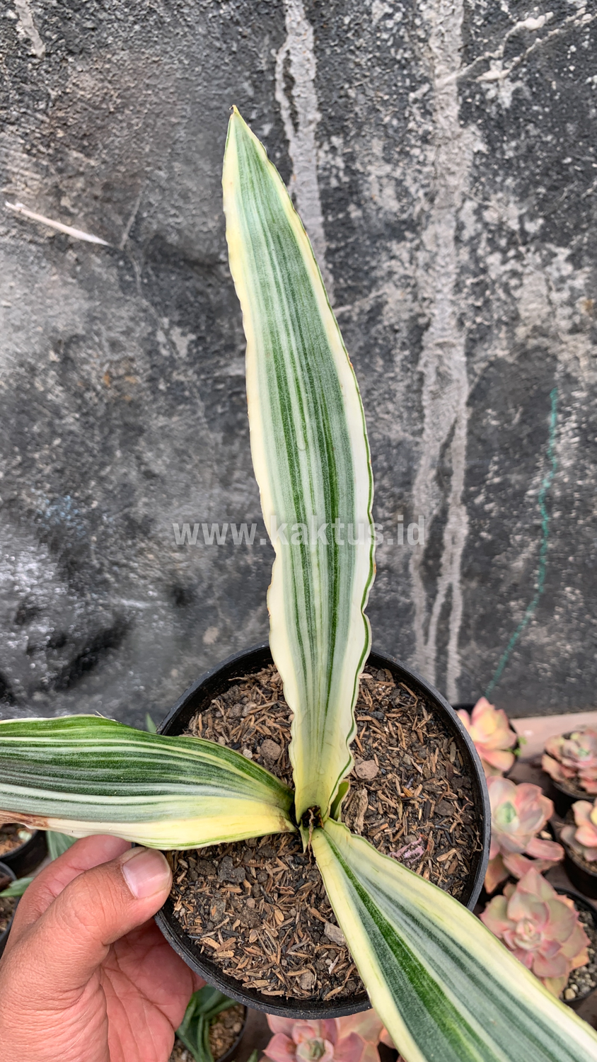 947. Sansevieria Guineensis White Variegated 1 Leaf - Image 7