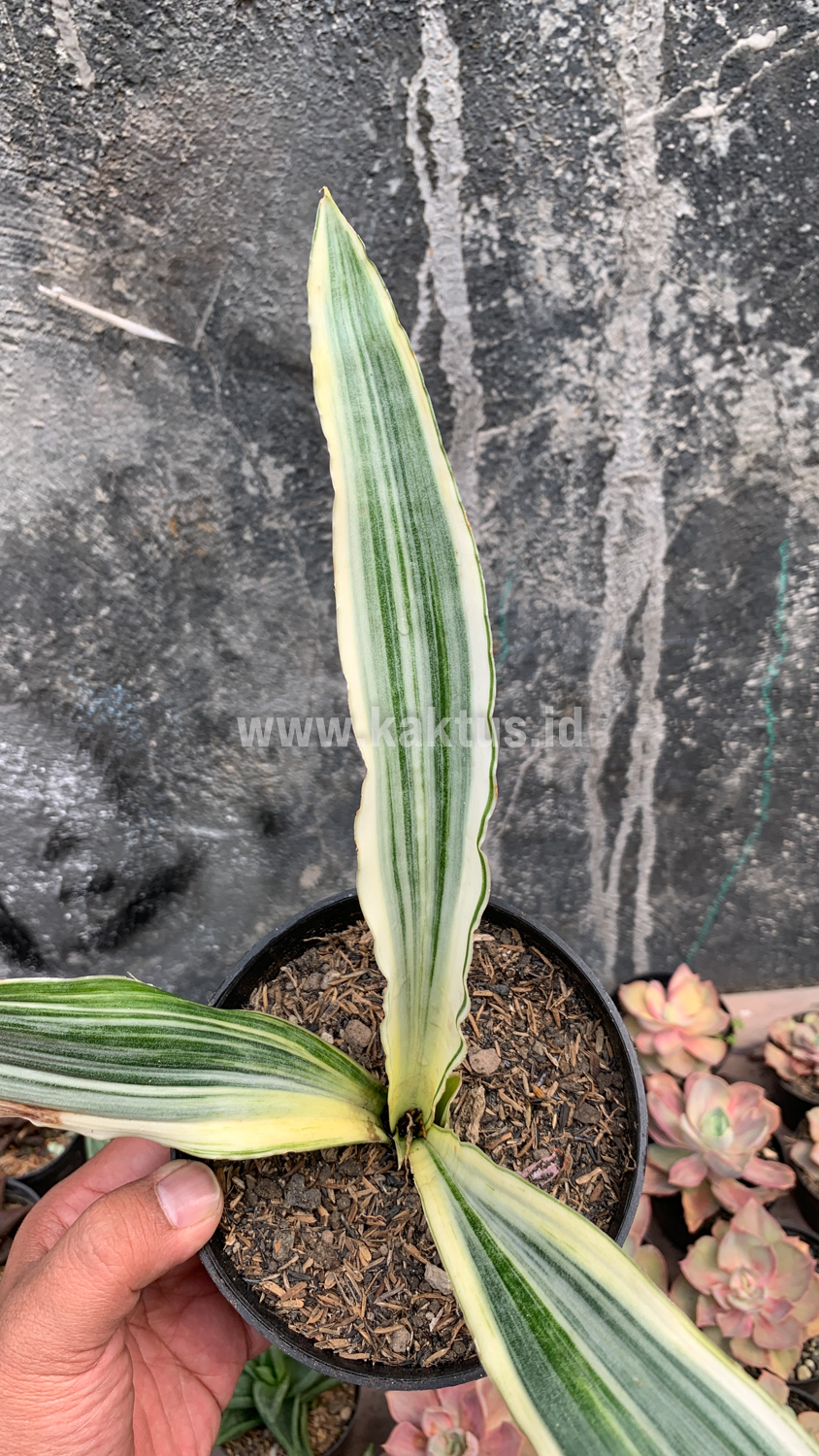 947. Sansevieria Guineensis White Variegated 1 Leaf - Image 6