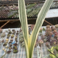 Alternative view of 947. Sansevieria Guineensis White Variegated 1 Leaf
