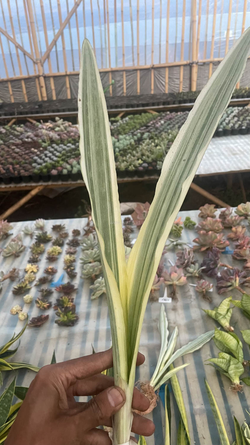 947. Sansevieria Guineensis White Variegated 1 Leaf - Image 2