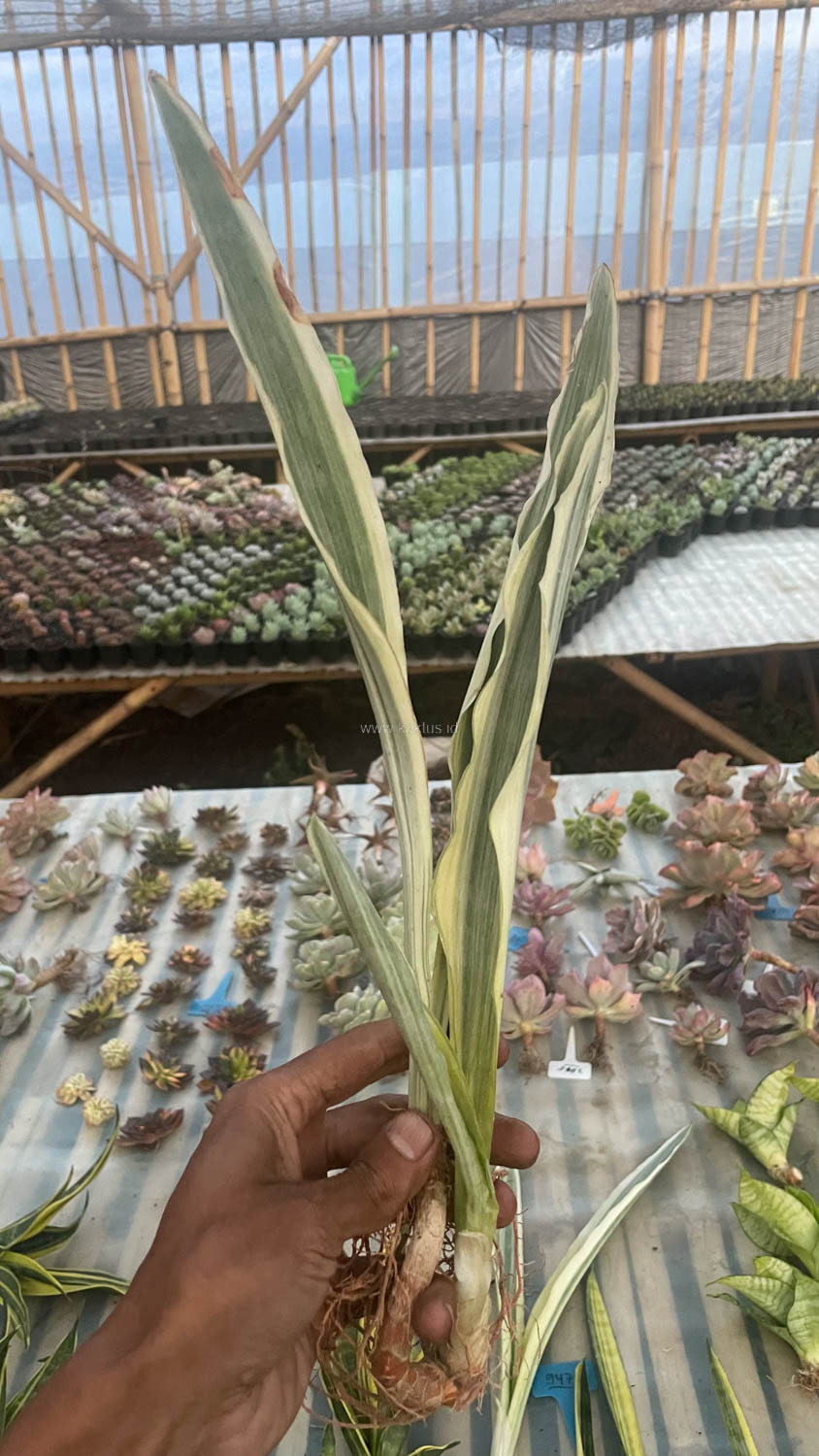 947. Sansevieria Guineensis White Variegated 1 Leaf - Image 3