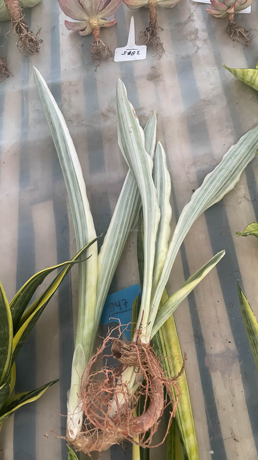 947. Sansevieria Guineensis White Variegated 1 Leaf - Image 5