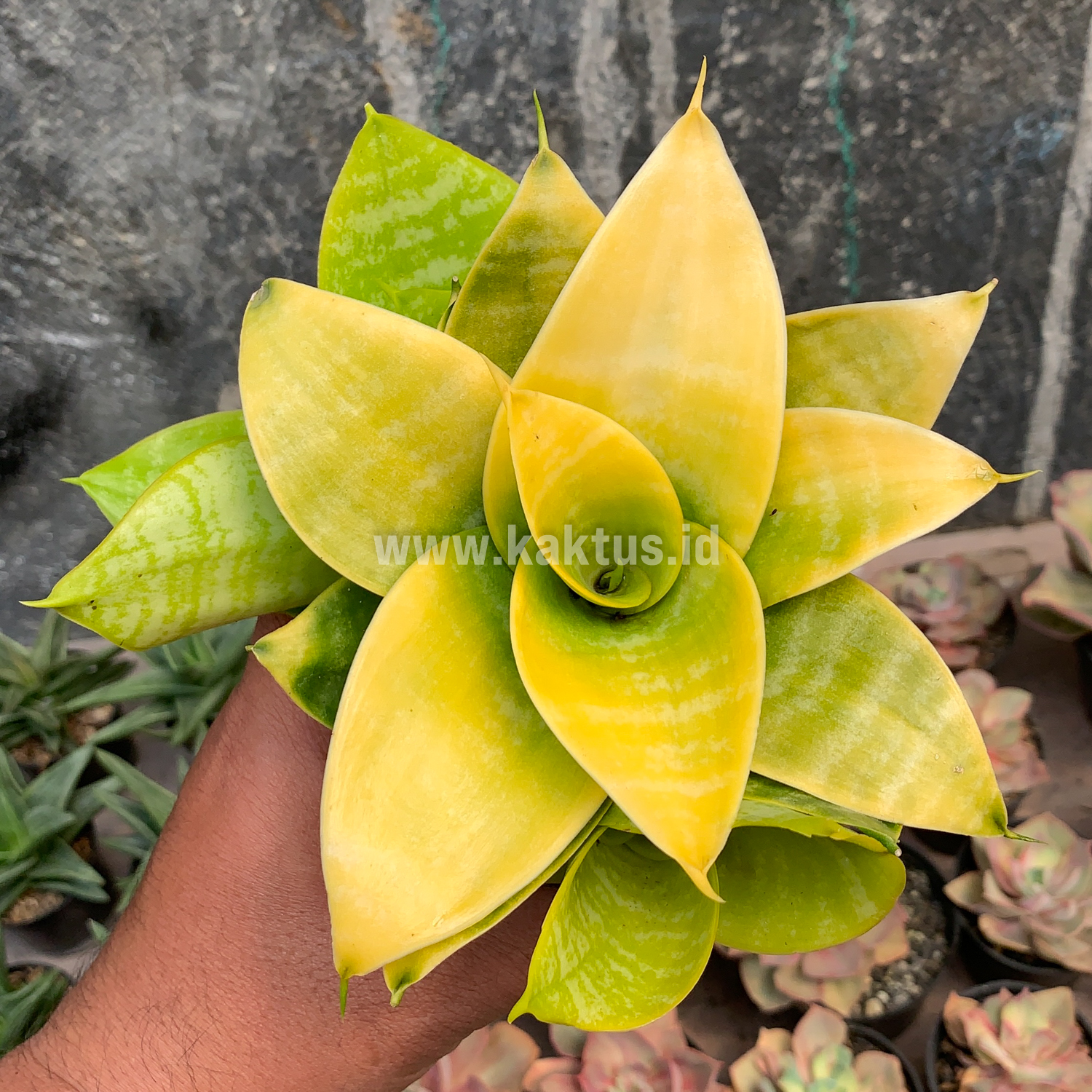 949. Sansevieria Hahniii Lime