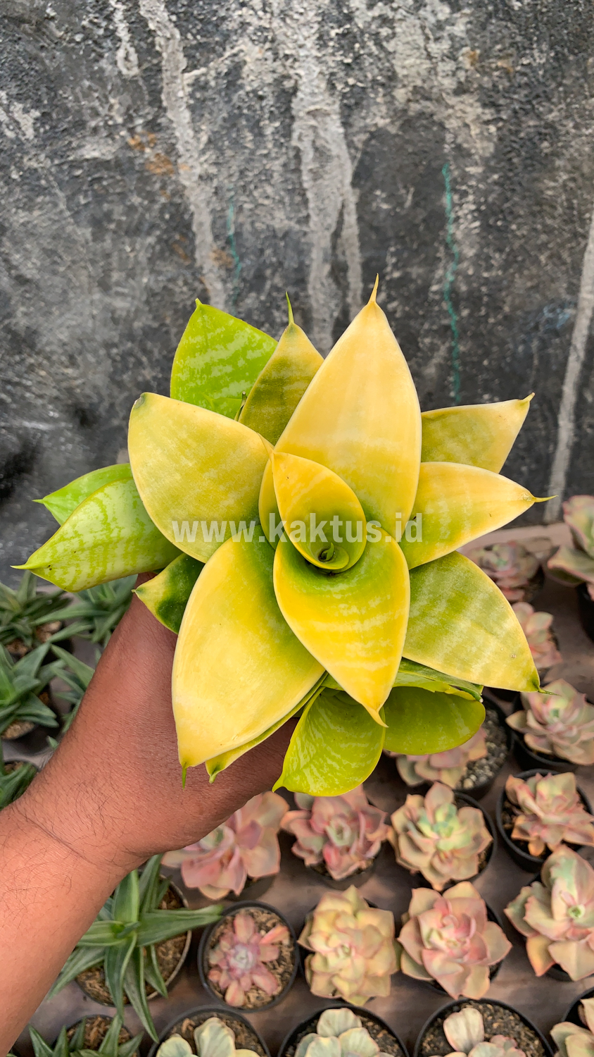 949. Sansevieria Hahniii Lime - Image 7