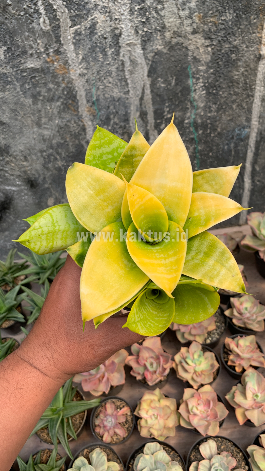 949. Sansevieria Hahniii Lime - Image 6