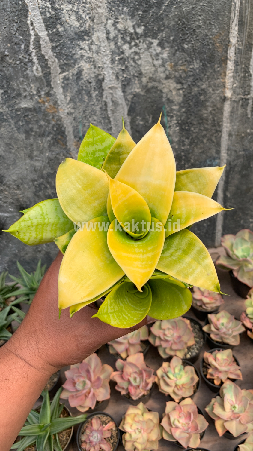 949. Sansevieria Hahniii Lime - Image 5