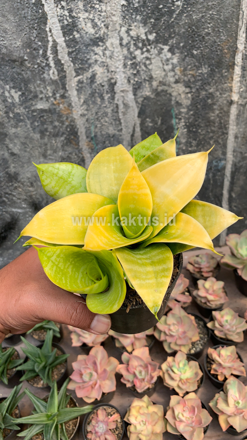 949. Sansevieria Hahniii Lime - Image 4