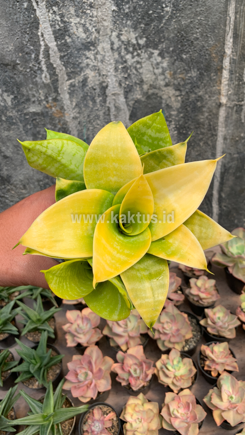 949. Sansevieria Hahniii Lime - Image 3