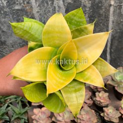 Alternative view of 949. Sansevieria Hahniii Lime