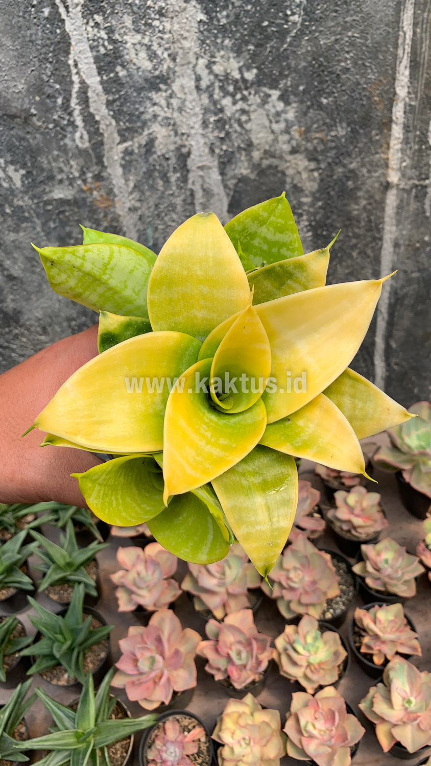 949. Sansevieria Hahniii Lime - Image 2