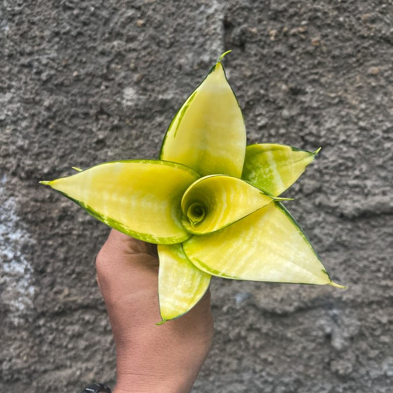 950. Sansevieria Hahniii Favorite