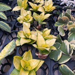 Alternative view of 950. Sansevieria Hahniii Favorite
