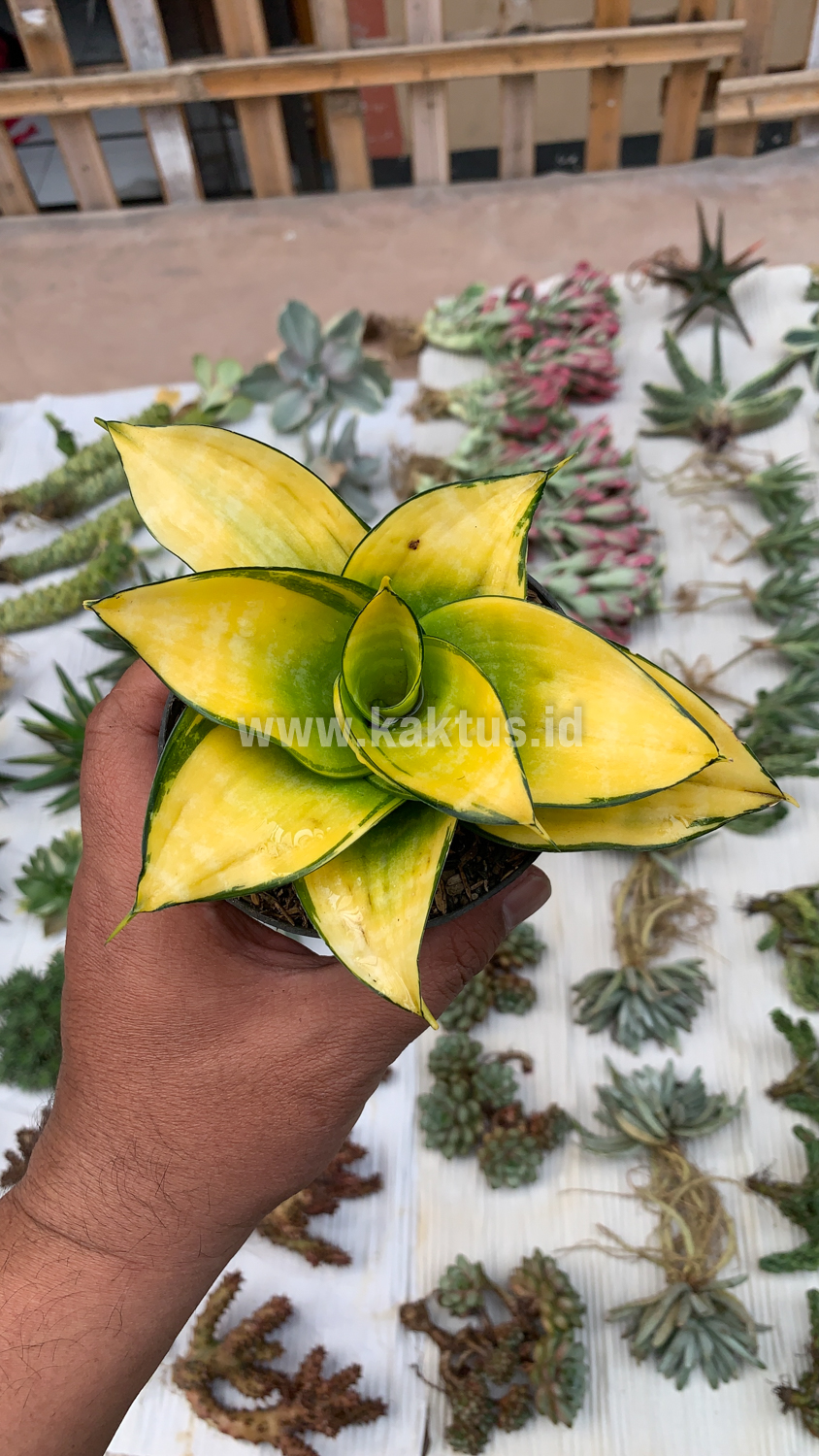 950. Sansevieria Hahniii Favorite - Image 12