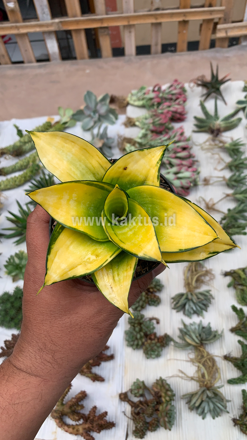 950. Sansevieria Hahniii Favorite - Image 11