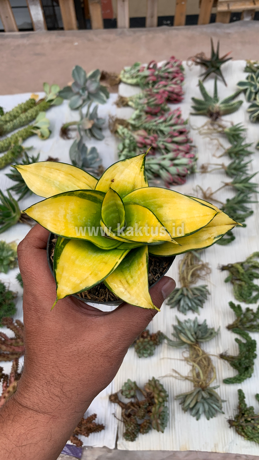 950. Sansevieria Hahniii Favorite - Image 10