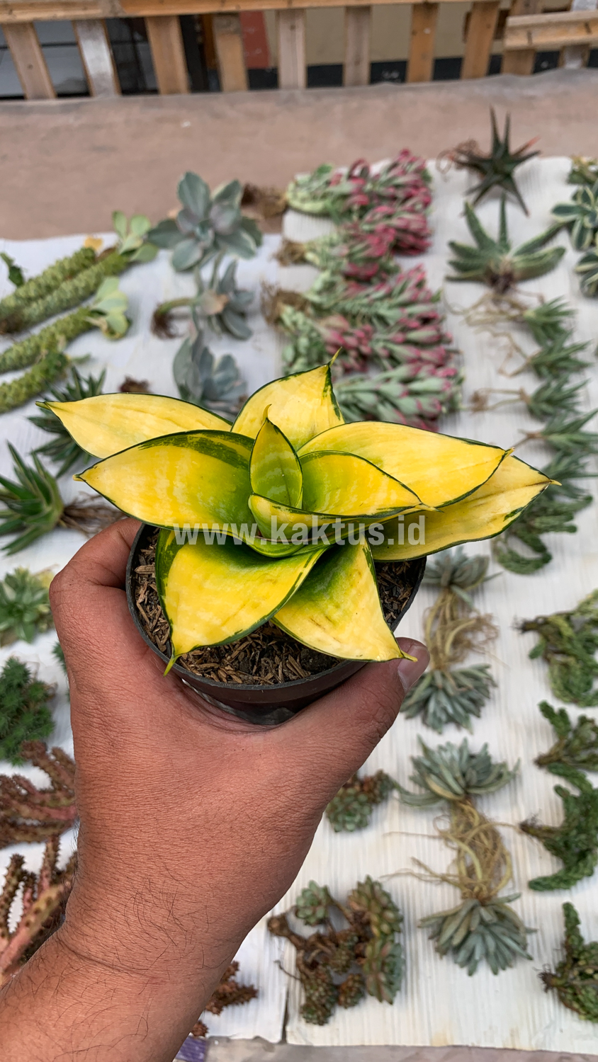 950. Sansevieria Hahniii Favorite - Image 8