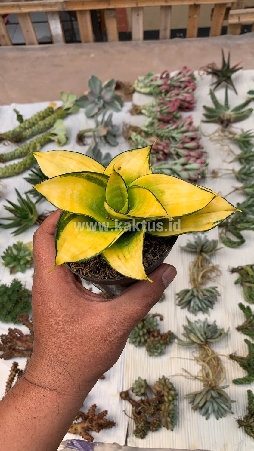 950. Sansevieria Hahniii Favorite - Image 6