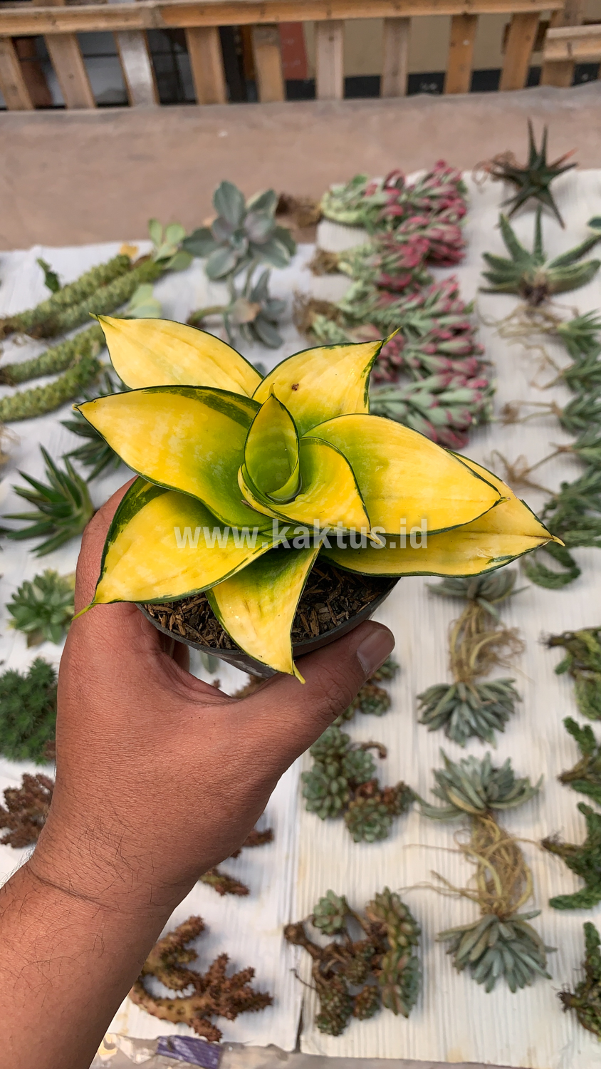 950. Sansevieria Hahniii Favorite - Image 3