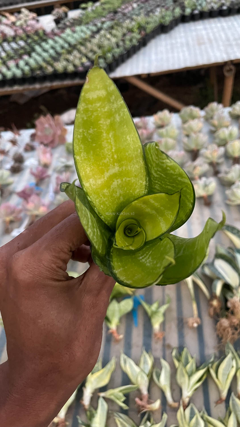 950. Sansevieria Hahniii Favorite - Image 7