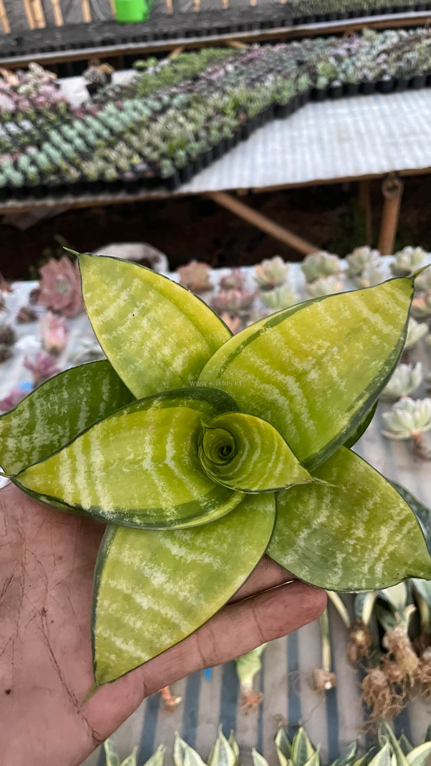 950. Sansevieria Hahniii Favorite - Image 9