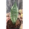 951. Sansevieria Moonshine Silver / Sansevieria Moonshine Mutant Casper