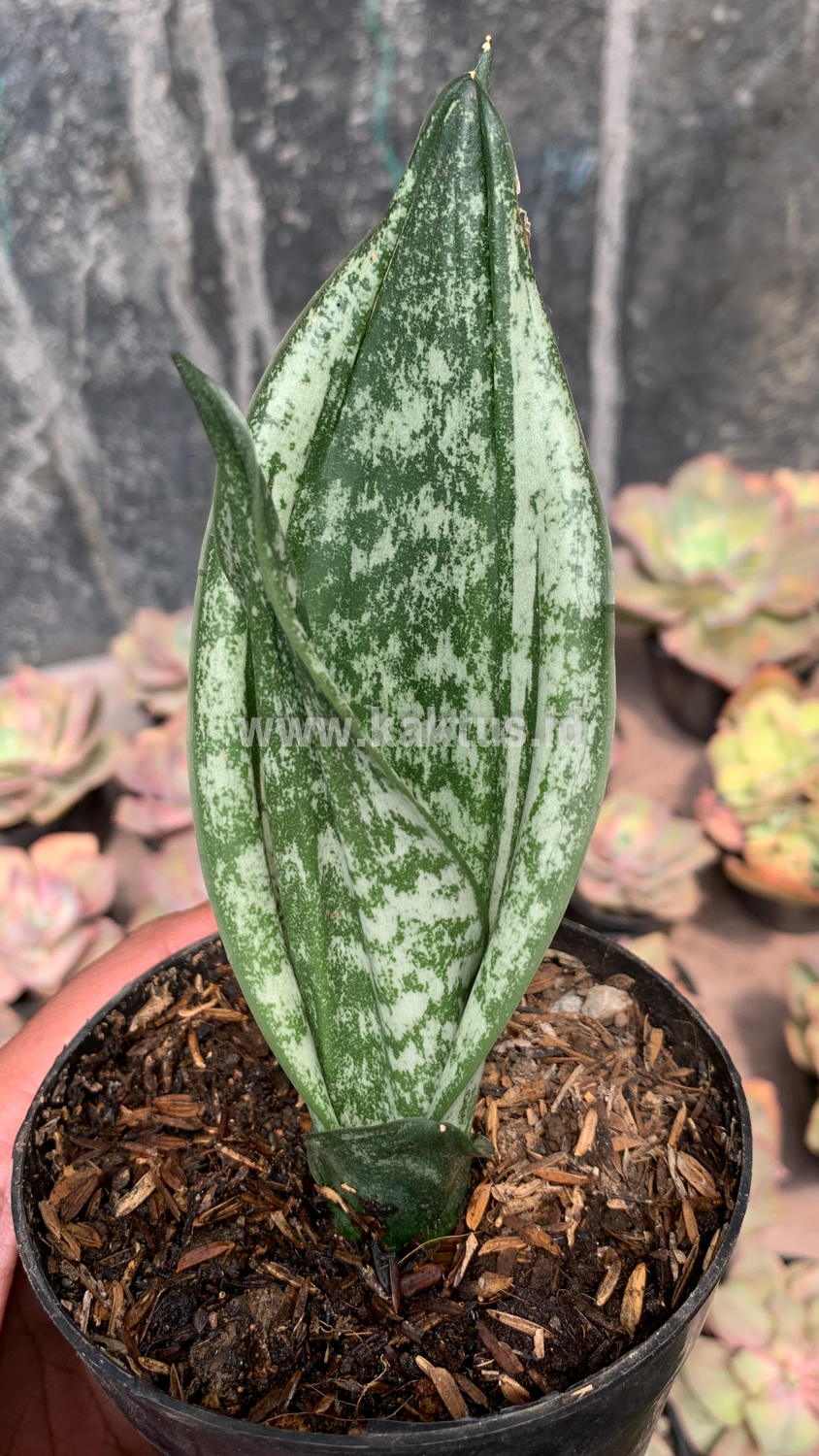 951. Sansevieria Moonshine Silver / Sansevieria Moonshine Mutant Casper - Image 9