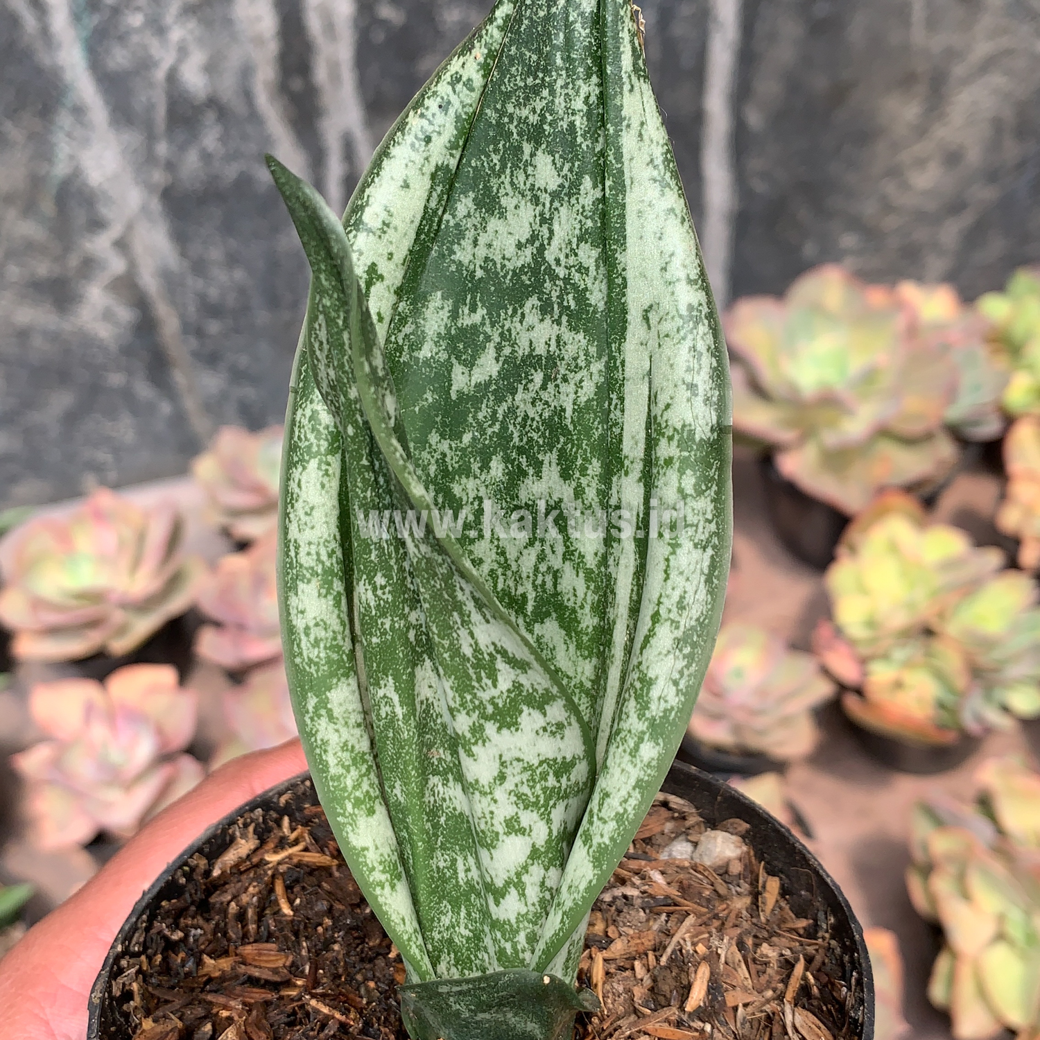 951. Sansevieria Moonshine Silver / Sansevieria Moonshine Mutant Casper - Image 8