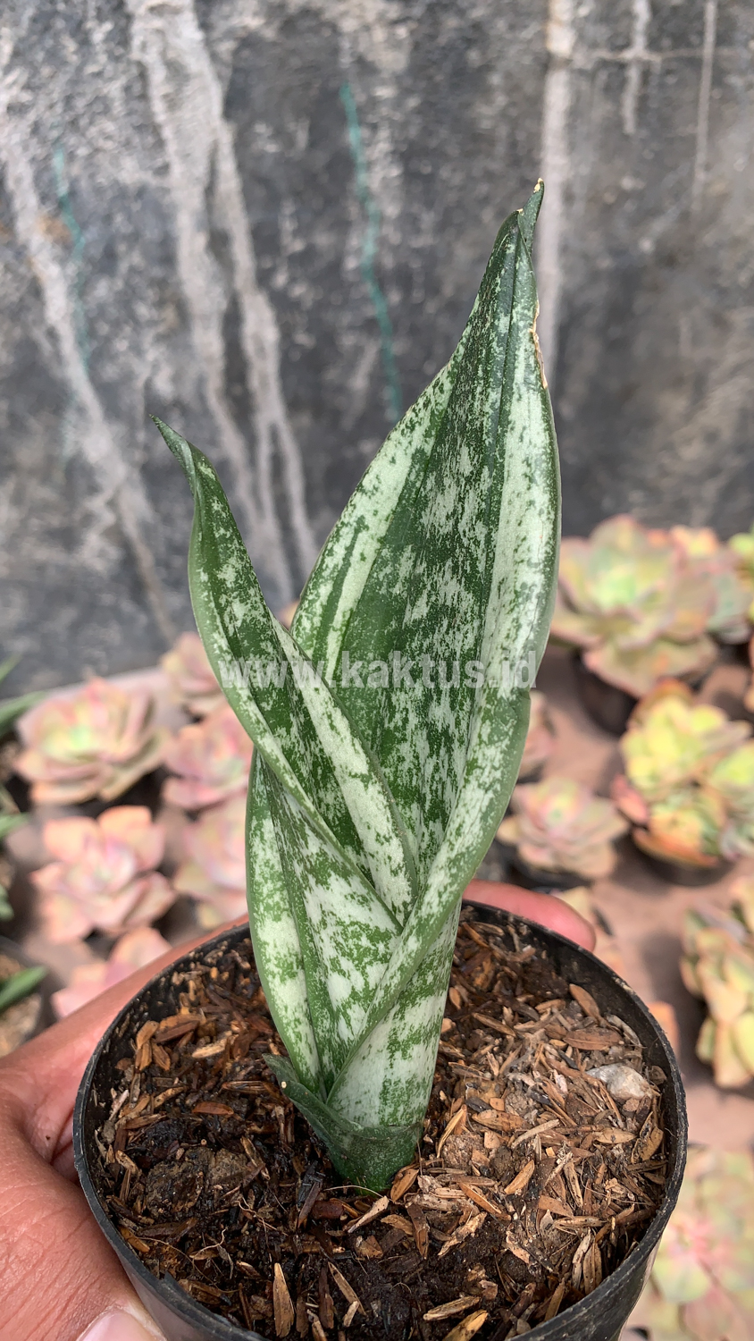951. Sansevieria Moonshine Silver / Sansevieria Moonshine Mutant Casper - Image 7