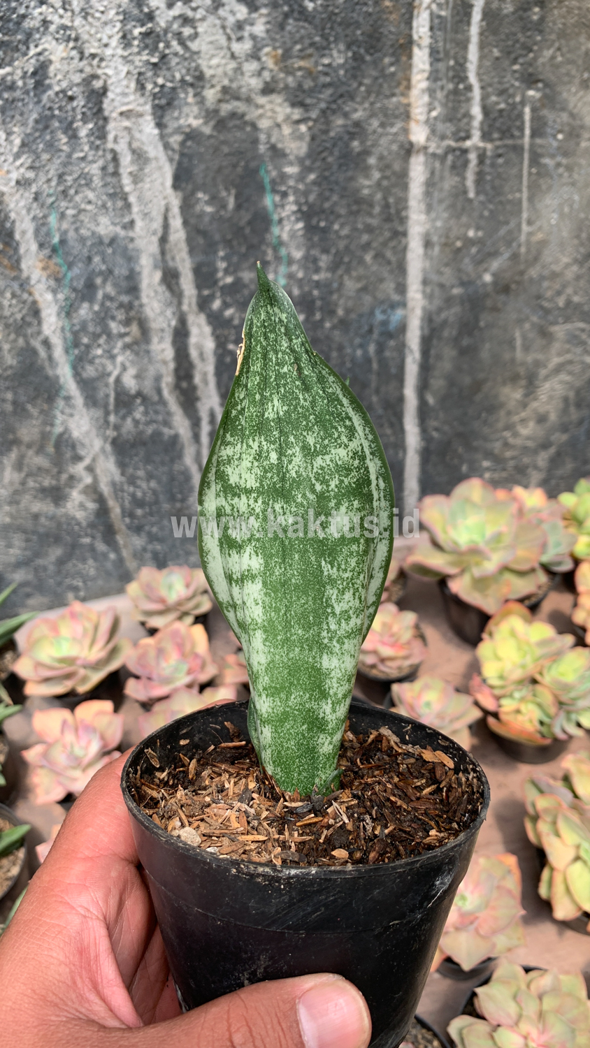 951. Sansevieria Moonshine Silver / Sansevieria Moonshine Mutant Casper - Image 6