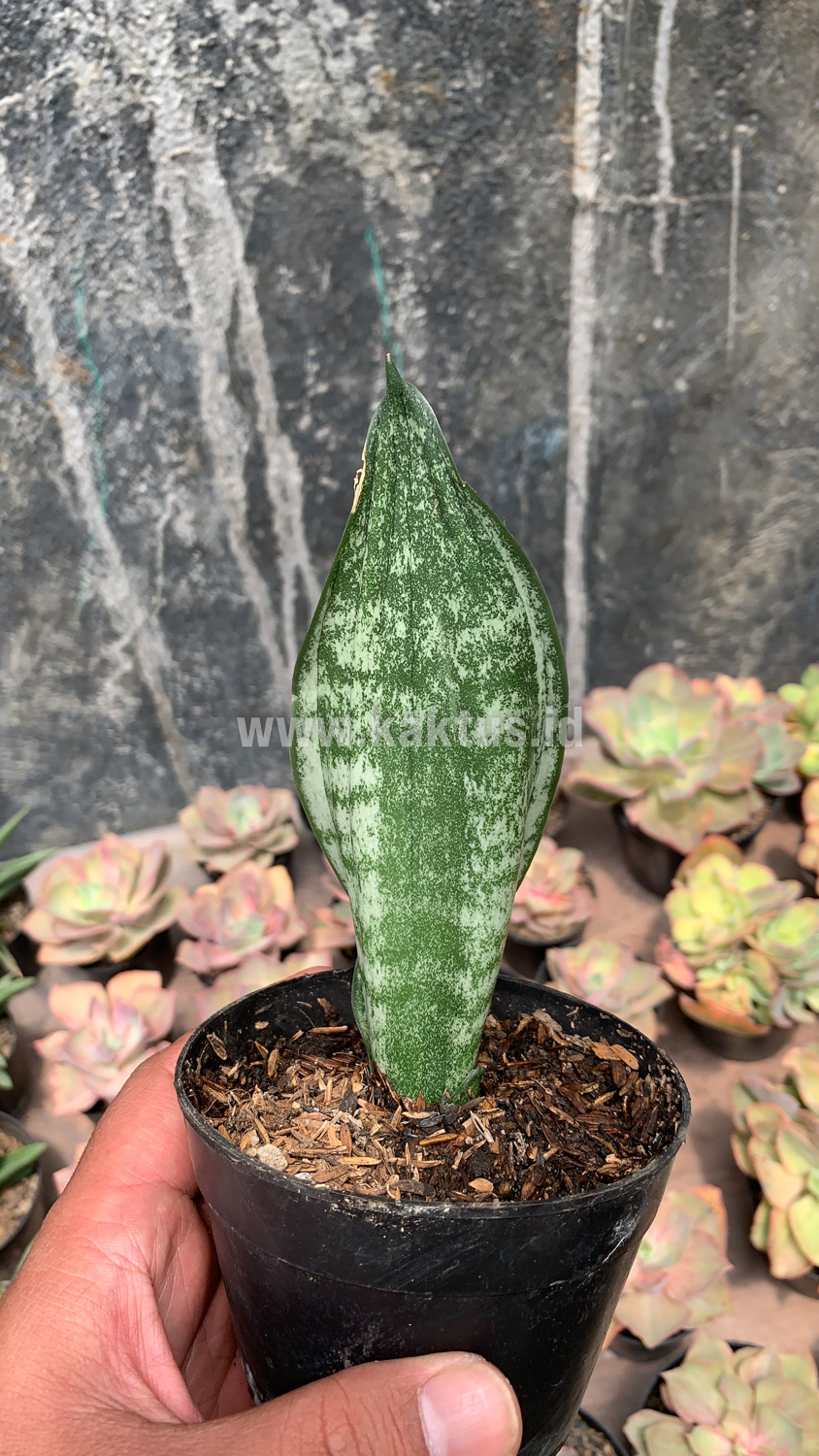 951. Sansevieria Moonshine Silver / Sansevieria Moonshine Mutant Casper - Image 5