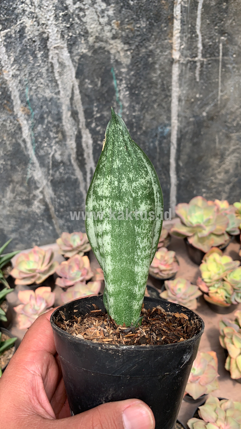 951. Sansevieria Moonshine Silver / Sansevieria Moonshine Mutant Casper - Image 4
