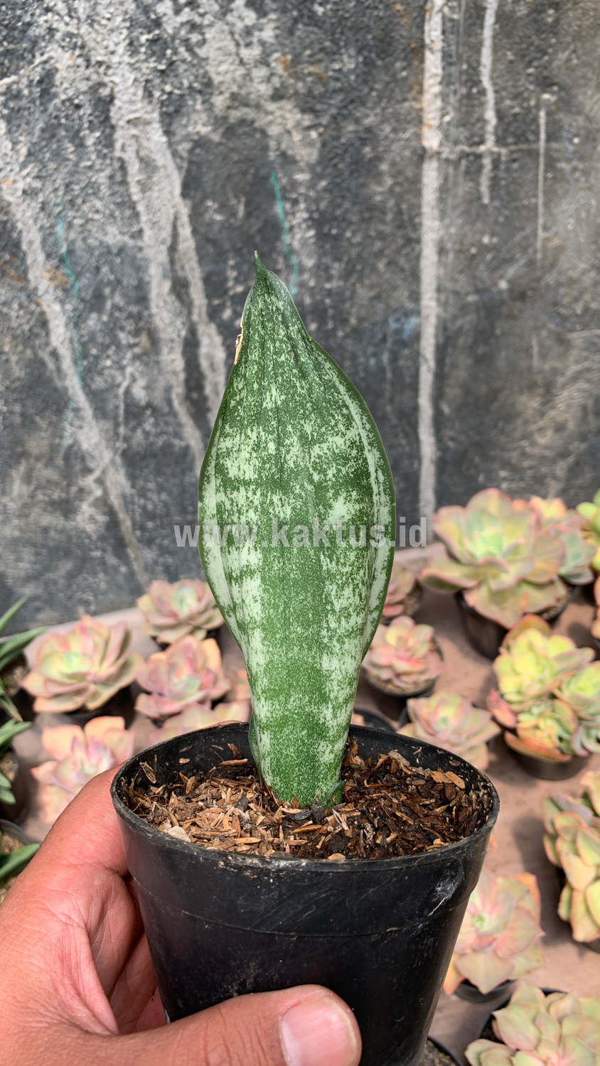 951. Sansevieria Moonshine Silver / Sansevieria Moonshine Mutant Casper - Image 3