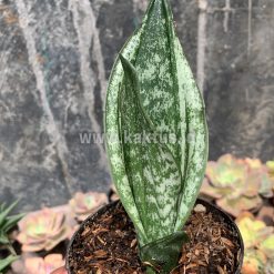 Alternative view of 951. Sansevieria Moonshine Silver / Sansevieria Moonshine Mutant Casper