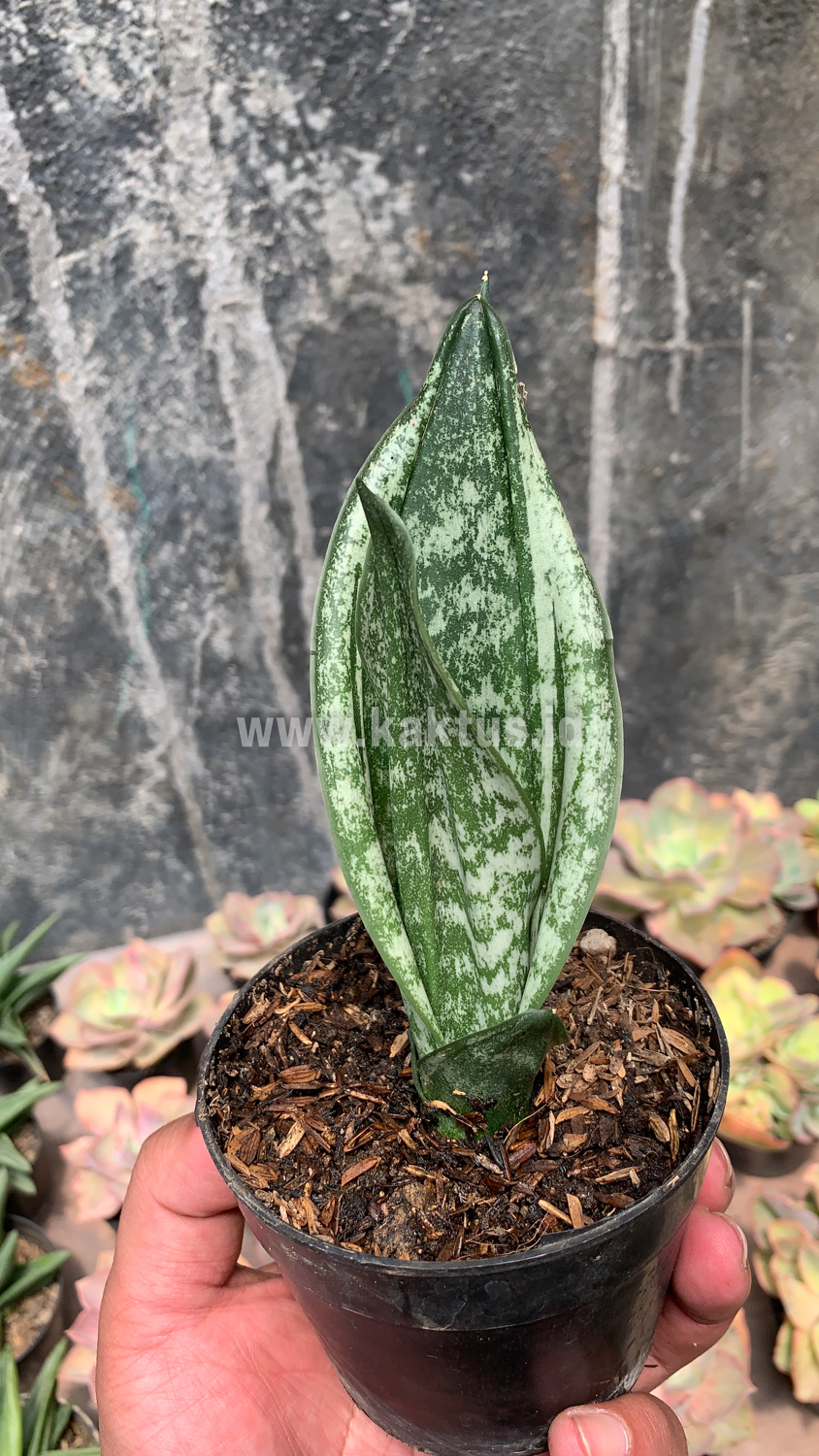 951. Sansevieria Moonshine Silver / Sansevieria Moonshine Mutant Casper - Image 2