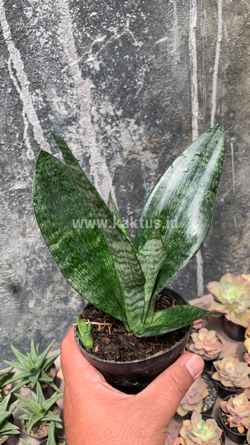 952. Sansevieria Futura Frozen - Image 6