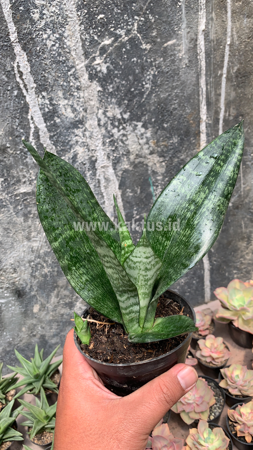 952. Sansevieria Futura Frozen - Image 5