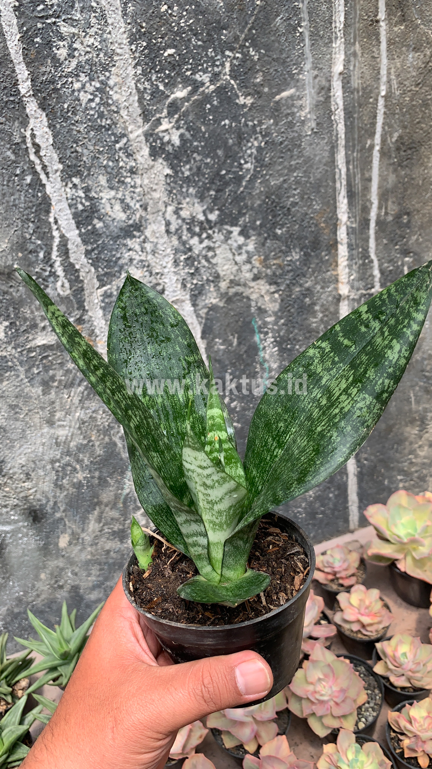 952. Sansevieria Futura Frozen - Image 4