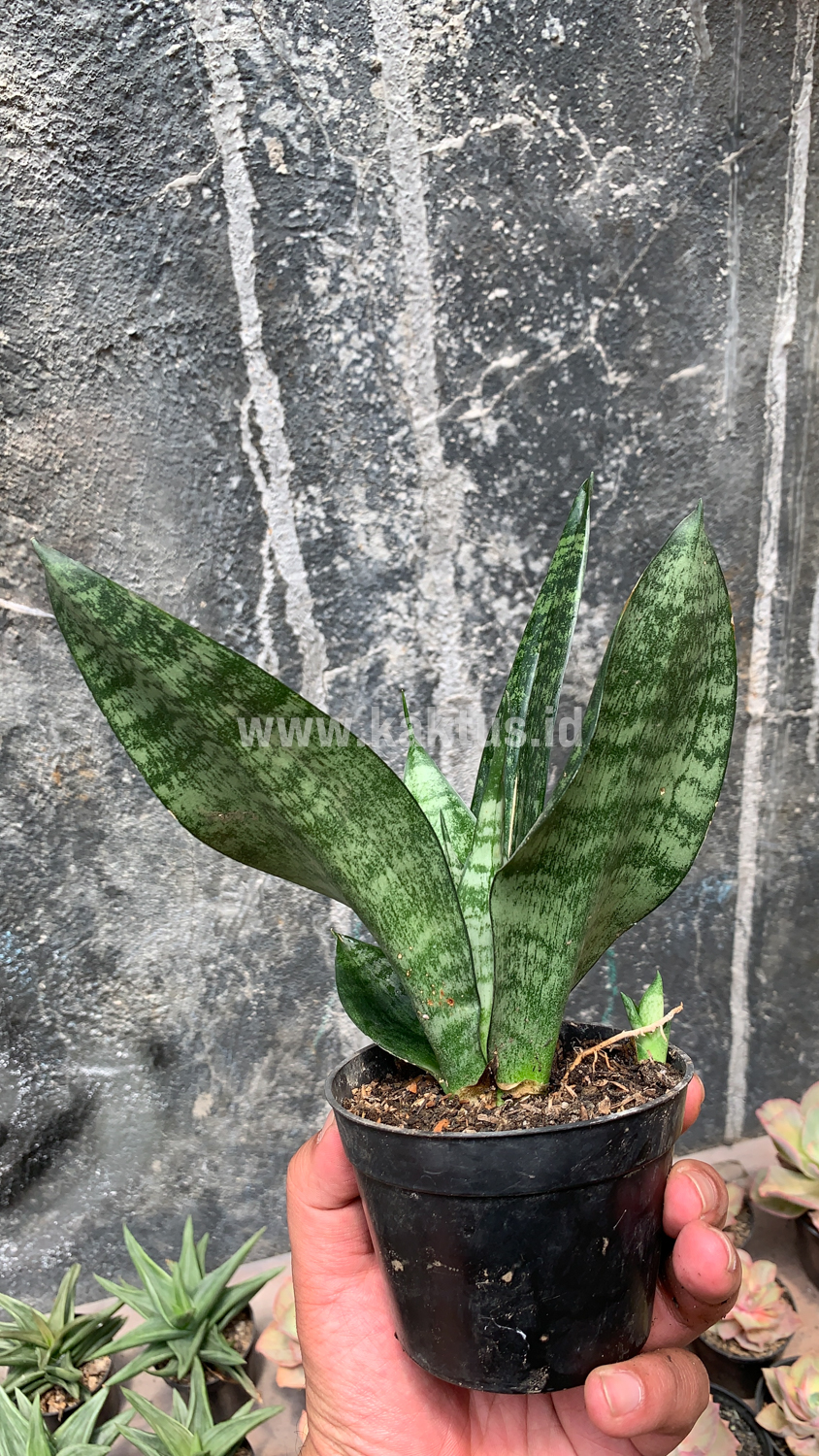952. Sansevieria Futura Frozen - Image 3