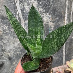 Alternative view of 952. Sansevieria Futura Frozen