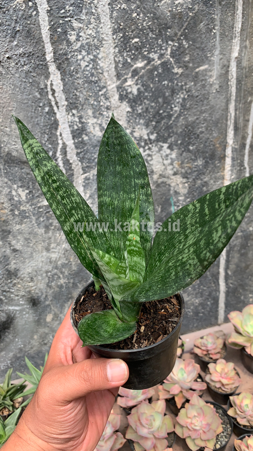 952. Sansevieria Futura Frozen - Image 2
