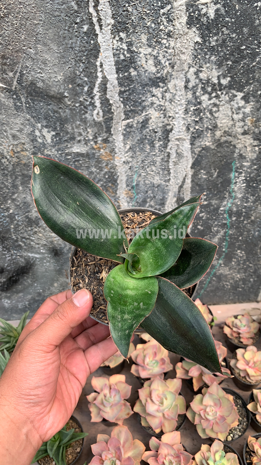 953. Sansevieria Foscaliana - Image 8