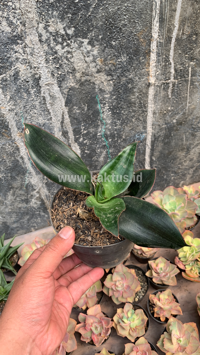 953. Sansevieria Foscaliana - Image 7